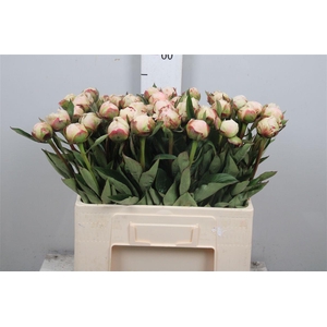 Paeo L Flor Nicholls