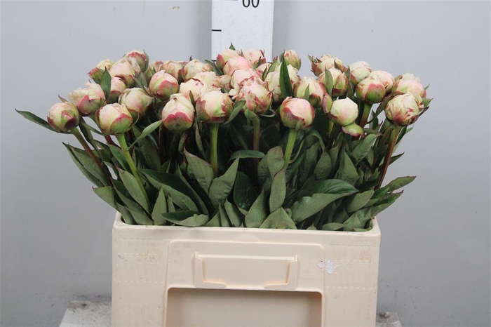 <h4>Paeo Flor Nicholls</h4>