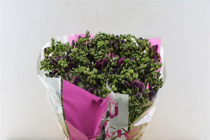 <h4>Fr Du Purple King</h4>