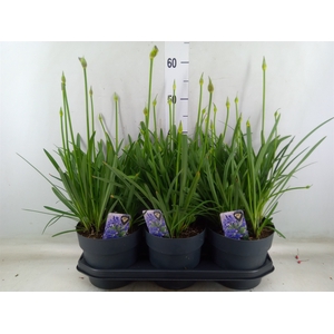 Agapanthus TR 'Donau'