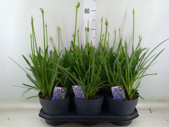 <h4>Agapanthus TR 'Donau'</h4>