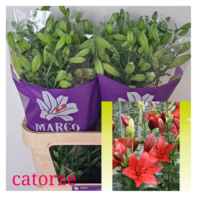 LI LA CATORZE