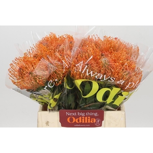 Nutans Ayoba Mandarin Zest