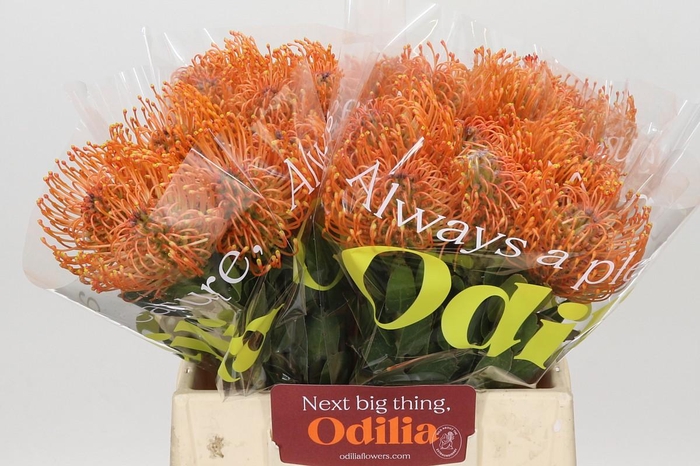 <h4>Nutans Ayoba Mandarin Zest</h4>