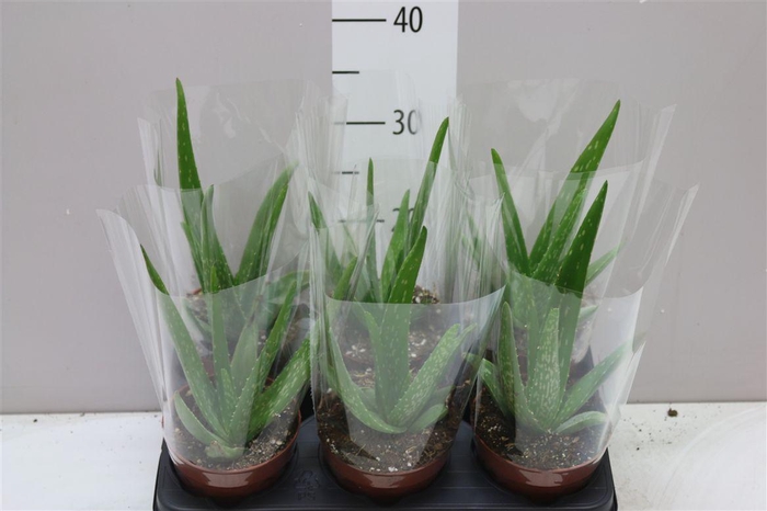 <h4>Aloe Vera</h4>