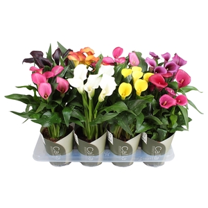 Zantedeschia gemengd SoHappyCalla mix met groene potcover