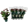 Anthurium (Andreanum Grp) Essencia