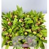 PAEONIA RED CHARM