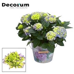 Hydrangea Bol Blue 7 - 12 kop in Bucket (Decorum)