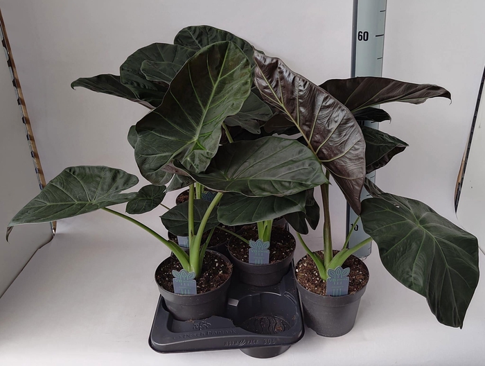 <h4>ALOC REGAL SHIELDS</h4>