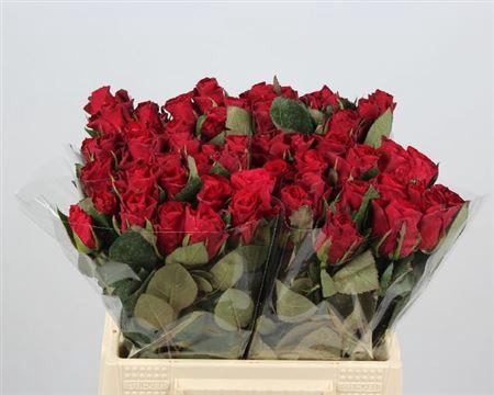 <h4>R Gr Red Tacazzi+</h4>