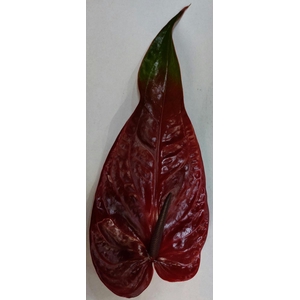 ANTH A NERO Semaforo 12