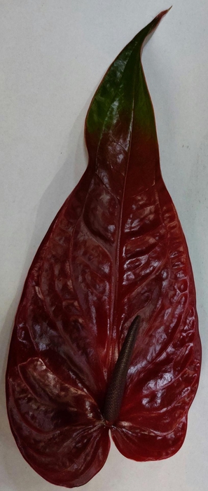 <h4>ANTH A NERO Semaforo 12</h4>