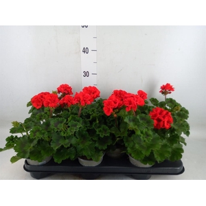 Pelargonium zona. 'Tosca Bernd'