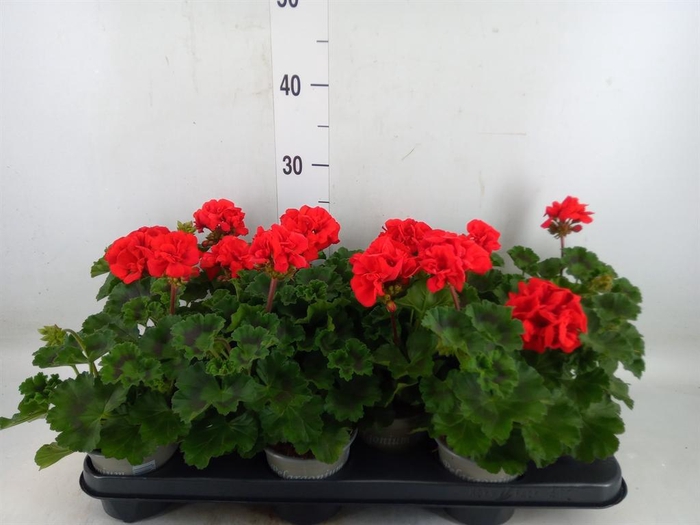 <h4>Pelargonium zona. 'Tosca Bernd'</h4>
