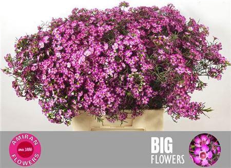 <h4>Chame Un Gra Jupiter</h4>