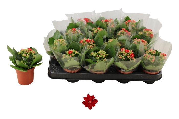 <h4>KAL GE DON JUSTINO</h4>