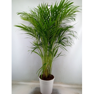 Dypsis lutescens   ...Chrysalidoca