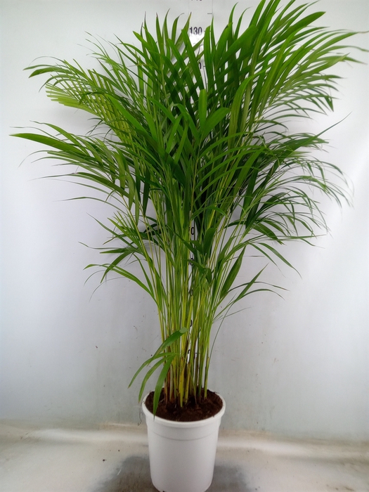 <h4>Dypsis lutescens   ...Chrysalidoca</h4>