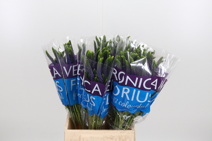 <h4>Veron Smart Diana</h4>
