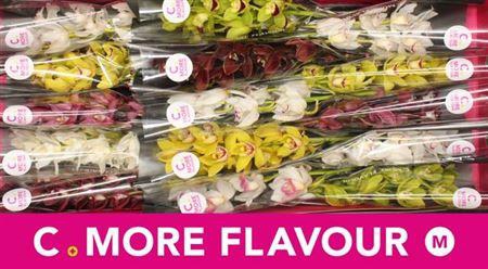 <h4>Cymb Mi Gem</h4>