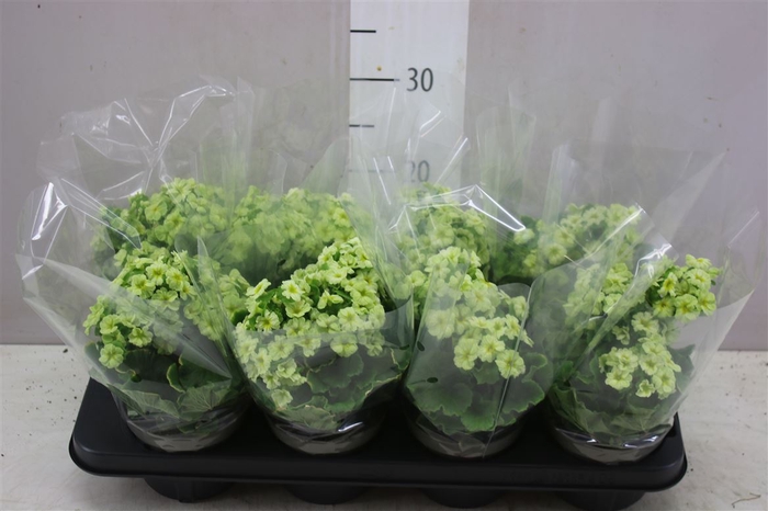 <h4>Primula Obconica Pricanto Lime</h4>