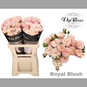 R TR ROYAL BLUSH