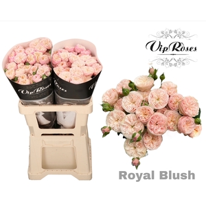 R TR ROYAL BLUSH