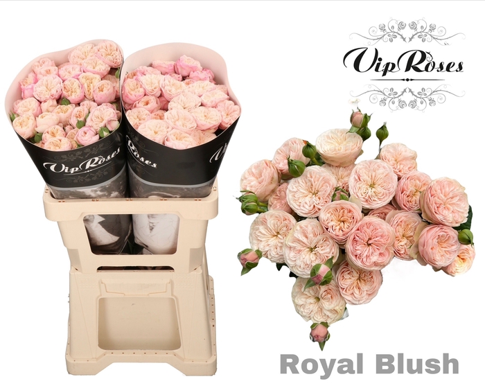 <h4>R TR ROYAL BLUSH</h4>