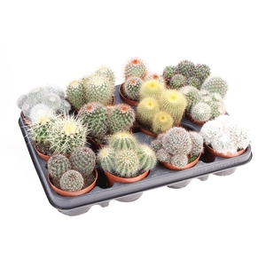 Cactus bol mix