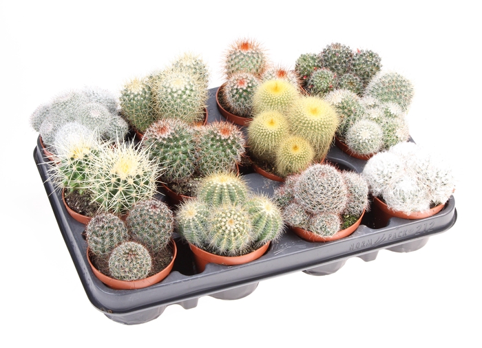 <h4>Cactus bol mix</h4>