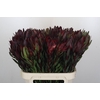 Leucadendron Saf Sunset Dark R.
