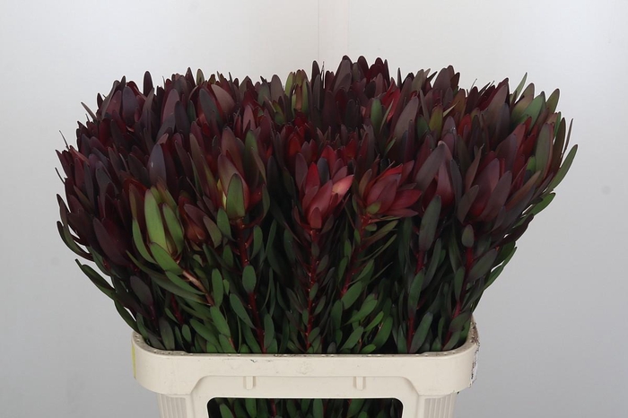 <h4>Leucadendron Saf Sunset Dark R.</h4>