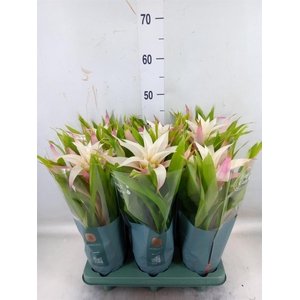 Guzmania  'Deseo Magical White'