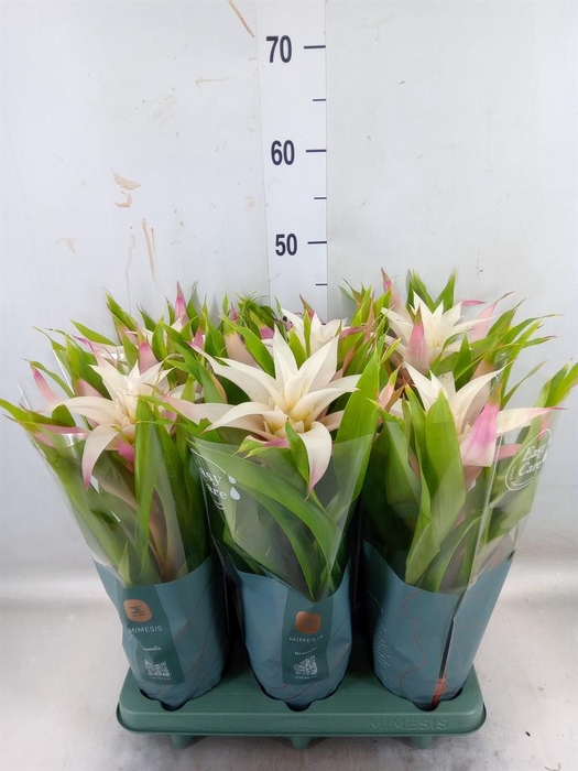 <h4>Guzmania 'Deseo Magical White'</h4>