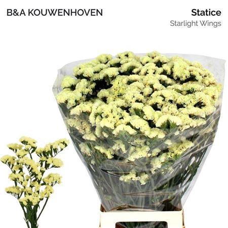 <h4>Lim S Starlight Wing</h4>