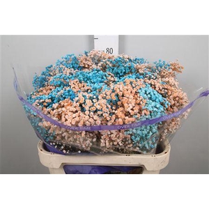 Gyps Rb Apricot Turquoise