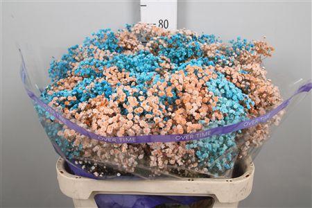 <h4>Gyps Rb Apricot Turquoise</h4>