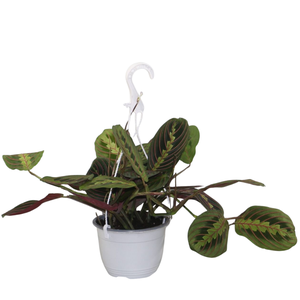 Maranta leuconeura 'Fascinator' hangpot