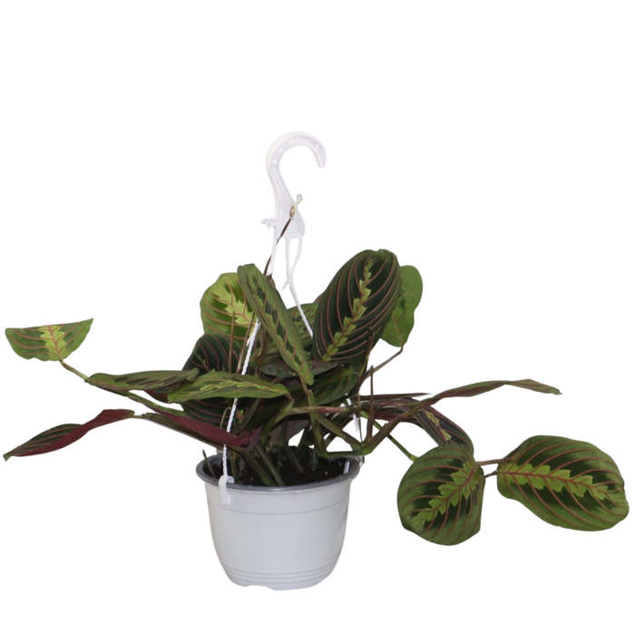 <h4>Maranta leuconeura 'Fascinator' hangpot</h4>