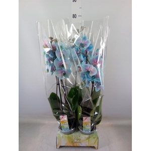 Phalaenopsis   ...