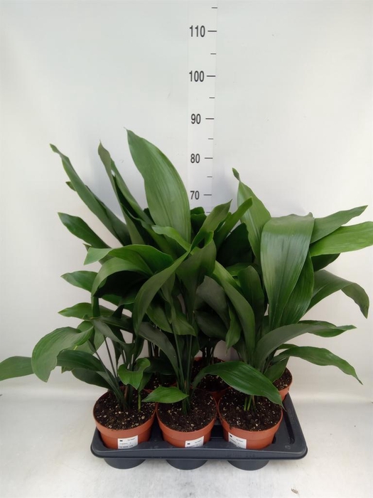 <h4>Aspidistra elat.</h4>
