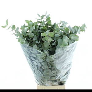 EUC CINEREA PER BOS