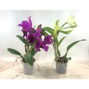 Cattleya grootbloemig 3+ bloem