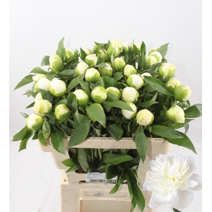 PAEO L DUCHES D NEMO