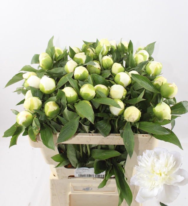 <h4>PAEO L DUCHES D NEMO</h4>