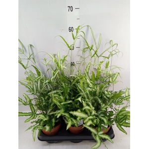 Pteris cretica 'Albolineata'