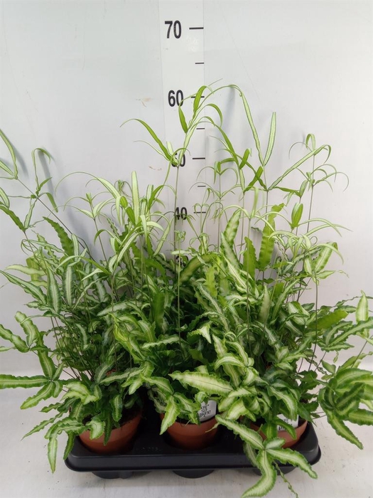 <h4>Pteris cretica 'Albolineata'</h4>