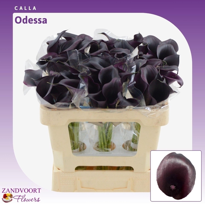 <h4>Calla Odessa</h4>