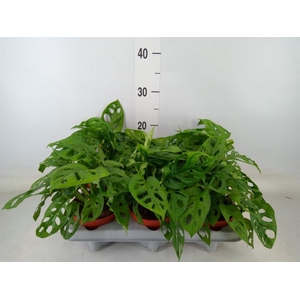 Monstera adansonii 'Aurea'